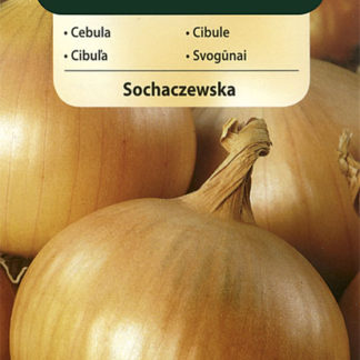 Cibule Sochaczewska (Vilmorin)