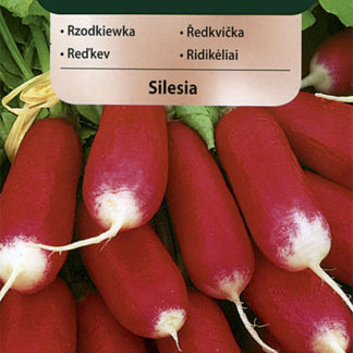 Ředkvička Silesia - červenobílá (Vilmorin)