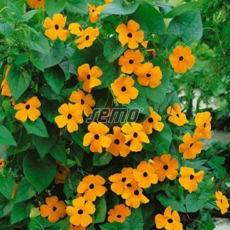 Thunbergie křídlatá (Černooká Zuzana, oranžová s okem)