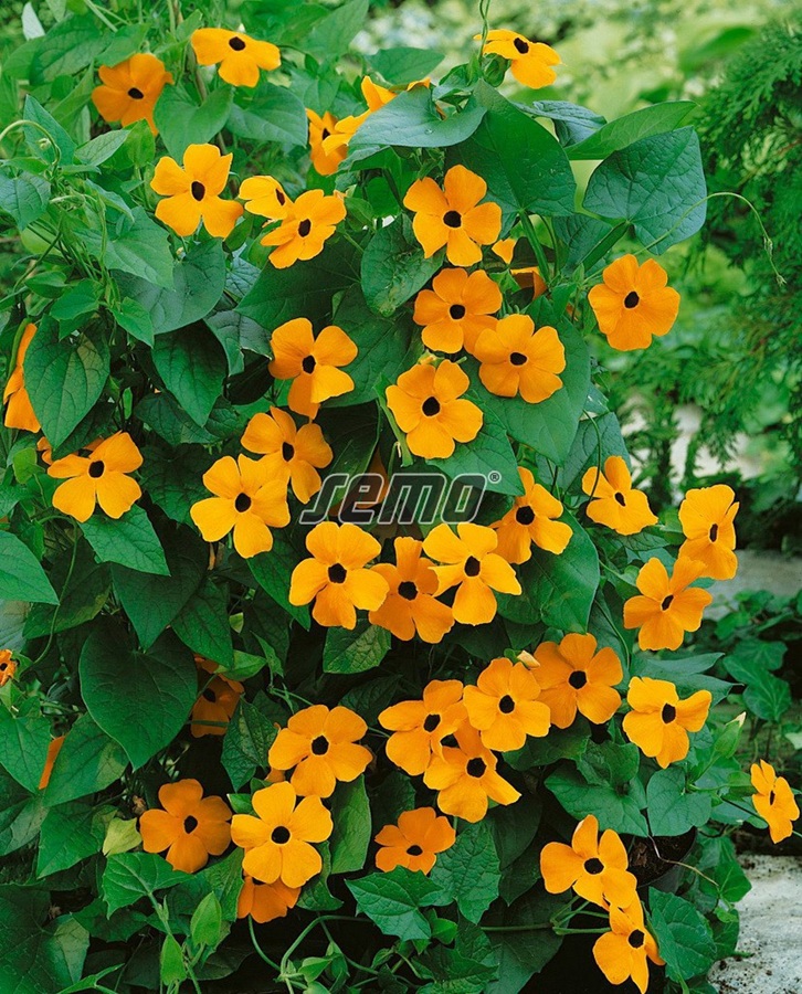 Thunbergie křídlatá (Černooká Zuzana, oranžová s okem) Thunbergie křídlatá (Černooká Zuzana, oranžová s okem)