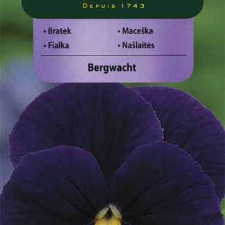 Maceška Bergwacht - fialová (Vilmorin)