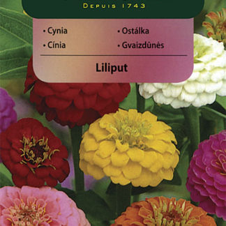 Ostálka sličná Liliput (Vilmorin)