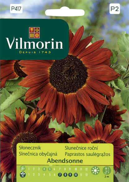 Slunečnice roční Abendsonne (Vilmorin)