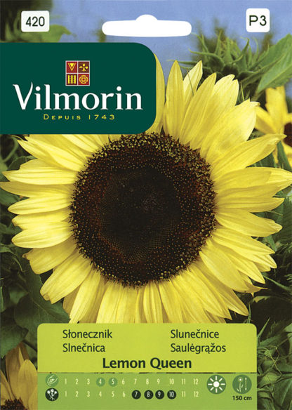 Slunečnice roční Lemon Queen (Vilmorin)