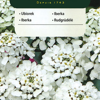 Iberka hyacintokvětá - bílá (Vilmorin)