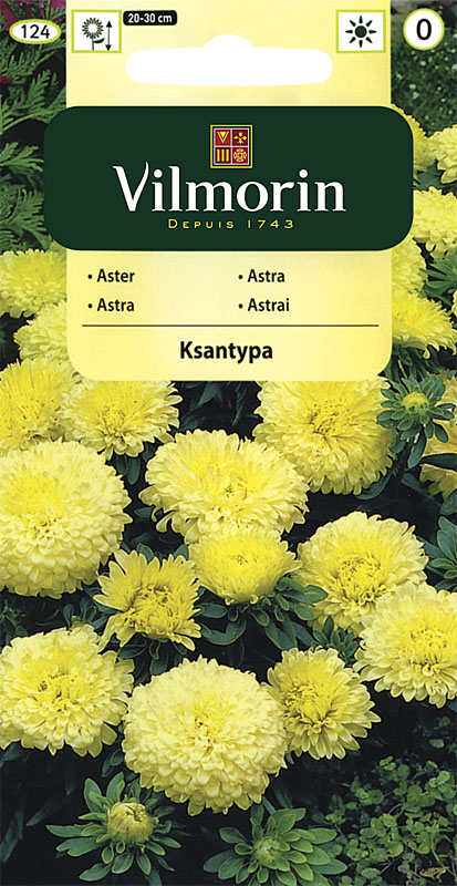 Astra čínská trpaslík Ksantypa - žlutá (Vilmorin)