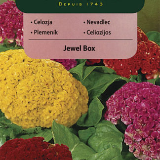 Nevadlec stříbrný hřebenitý Jewel Box - směs (Vilmorin)