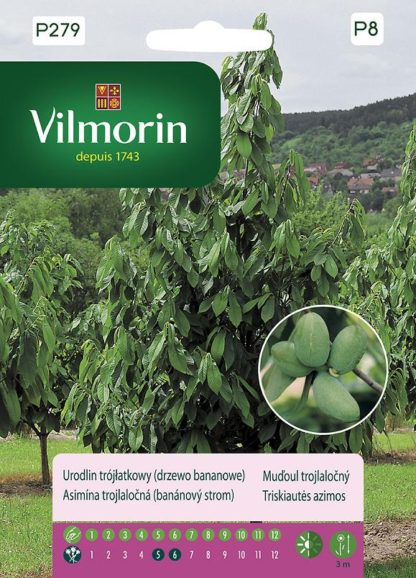 Muďoul trojlaločný - banánový strom (Vilmorin)