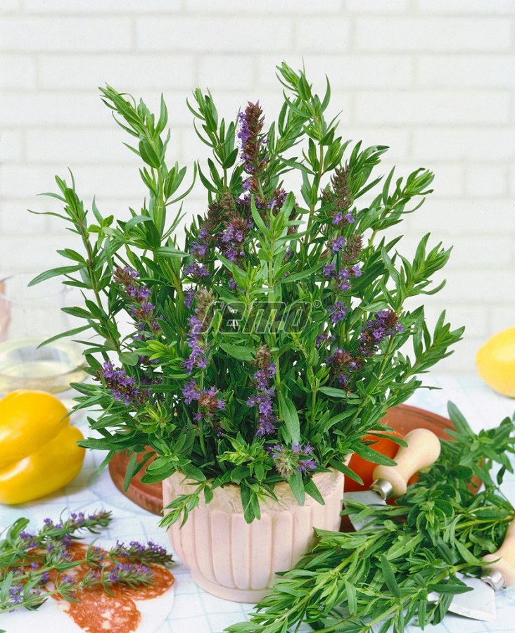 Yzop lékařský Yzop lékařský