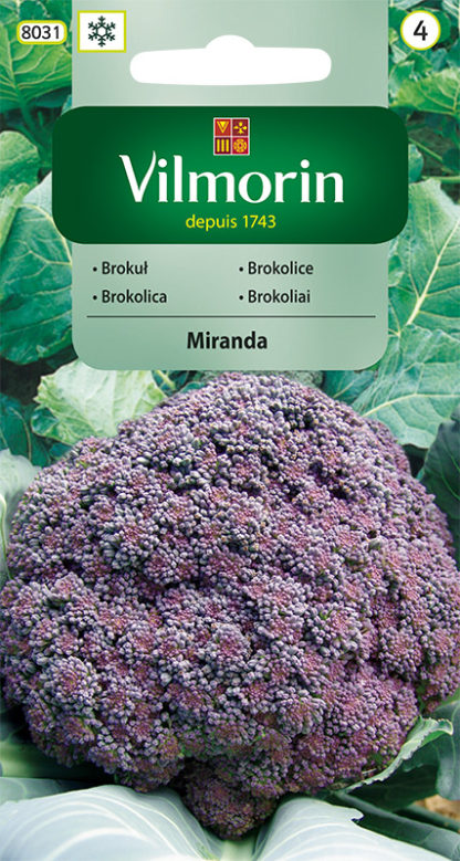Brokolice Miranda - fialová (Vilmorin)