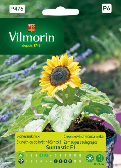 Slunečnice do květináčů (nízká) Suntastic F1 (Vilmorin)