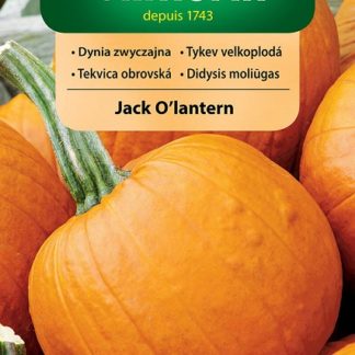 Tykev obecná Jack O'lantern - Halloween (Vilmorin)