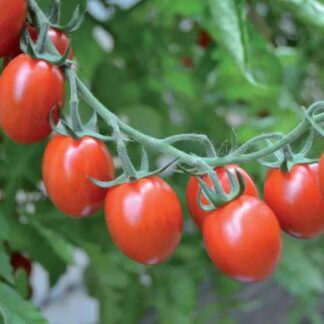 Rajče koktejlové vysoké Tutti Frutti F1 (sladké)