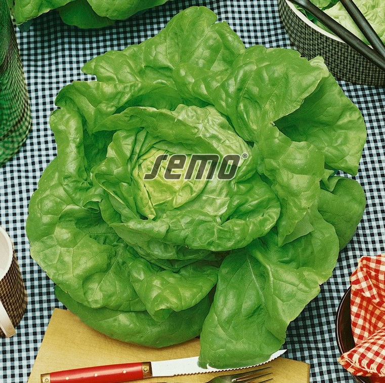 Salát hlávkový Humil (přezimující) Salát hlávkový Humil (přezimující)