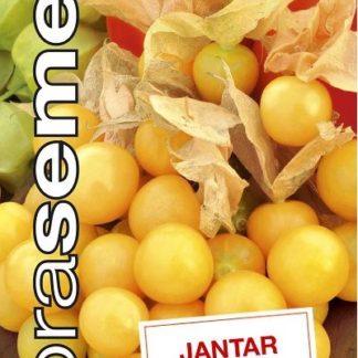 Mochyně ojíněná Jantar - ananasová (Dobrásemena)