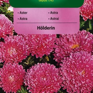 Astra čínská trpaslík Hölderin - růžová (Vilmorin)