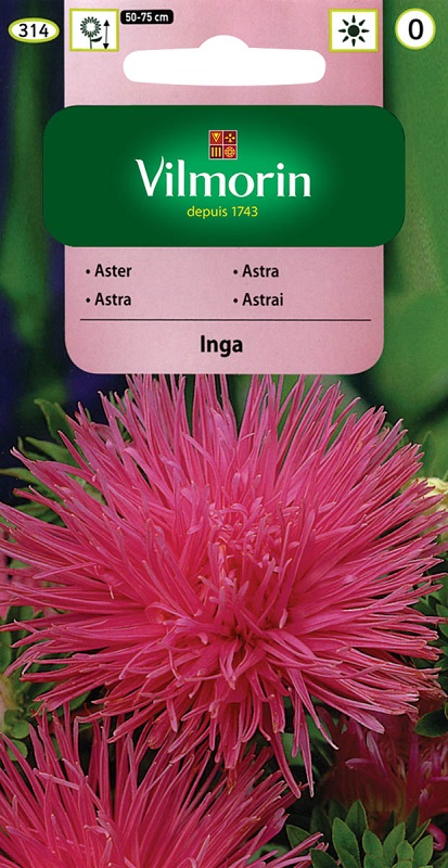 Astra čínská jehlicovitá Inga - růžová (Vilmorin)