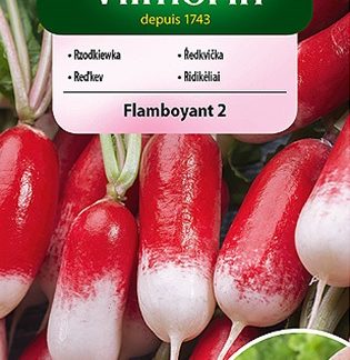 Ředkvička Flamboyant 2 - červenobílá, obalovaná semena (Vilmorin)