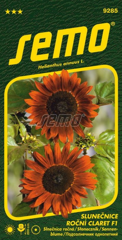 Slunečnice roční Claret F1 - mahagonová (Semo)
