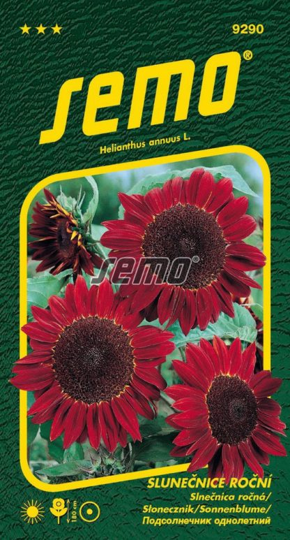 Slunečnice roční - červená (Semo)