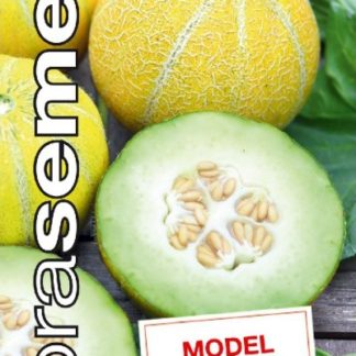 Meloun cukrový Model - extra sladký (Dobrasemena)