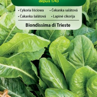 Čekanka salátová Biondissima di Trieste - zelená (Vilmorin)