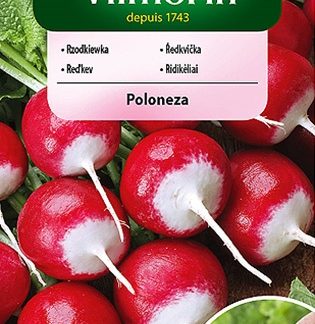 Ředkvička Poloneza - červenobílá, obalovaná semena (Vilmorin)