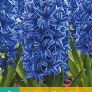 Hyacint Blue Jacket (5 cibulí, modrý, karta)