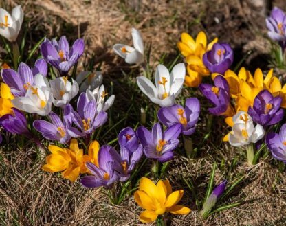 Krokus Mix (Large Flowering, směs, rozkvetlá)