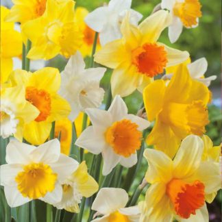 Narcis Large Cupped Mix (směs)