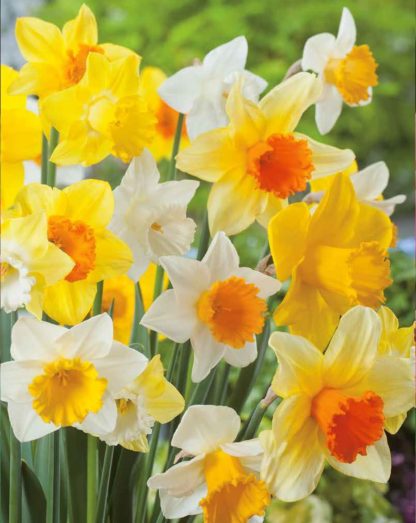 Narcis Large Cupped Mix (směs)