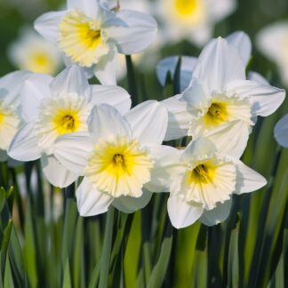 Narcis Mount Hood (bílý)