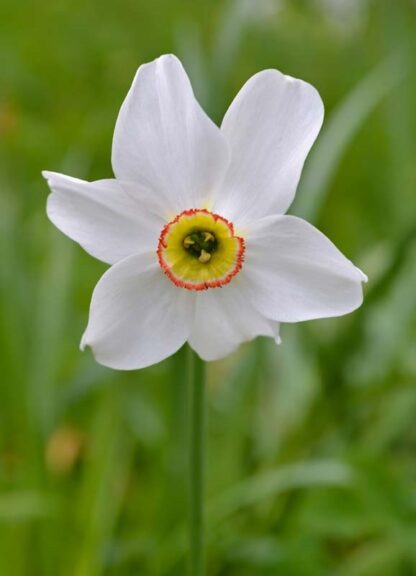 Narcis Recurvus (bílý)