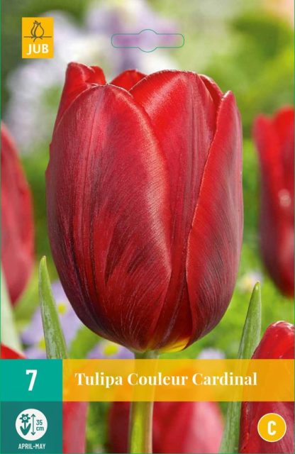 Tulipán Couleur Cardinal (7 cibulí, červený, karta)