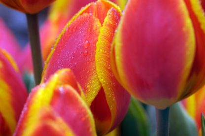 Tulipán Flair (10 cibulí, žluto-oranžový)
