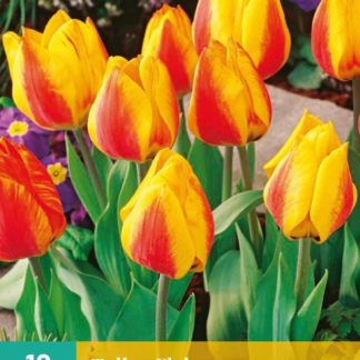 Tulipán Flair (10 cibulí, žluto-oranžový, karta)