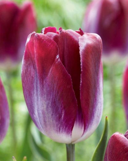 Tulipán Kansas Proud (10 cibulí, fialový)