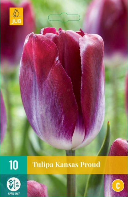 Tulipán Kansas Proud (10 cibulí, fialový, karta)