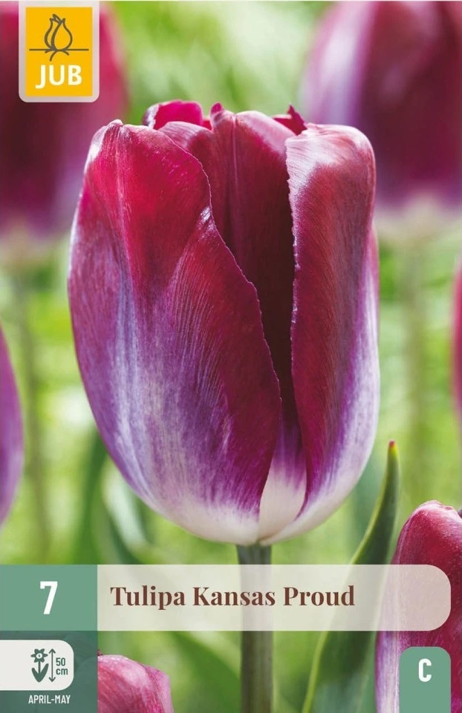 Tulipán Kansas Proud (7 cibulí, fialový, karta) Tulipán Kansas Proud (7 cibulí, fialový, karta)