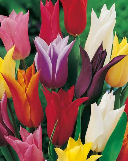 Tulipán Lily Flowering Mix (7 cibulí, směs)