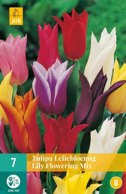 Tulipán Lily Flowering Mix (7 cibulí, směs, karta)
