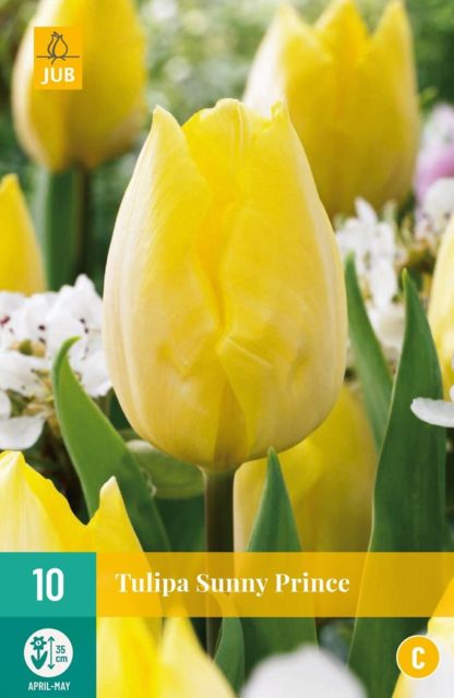 Tulipán Sunny Prince (10 cibulí, žlutý, karta)