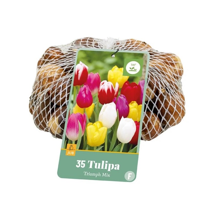 Tulipán Triumph Mix (35 cibulí, směs, XXL síťka, obrázek) Tulipán Triumph Mix (35 cibulí, směs, XXL síťka, obrázek)