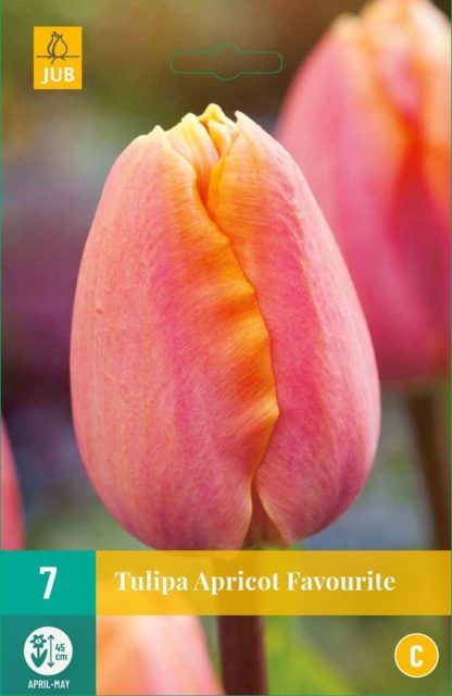 Tulipán Apricot Favourite (7 cibulí, oranžový, karta)