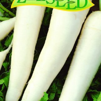 Ředkvička Rampouch - bílá (Zelseed)