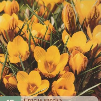Krokus zlatokvětý (15 cibulí, žlutý, karta)