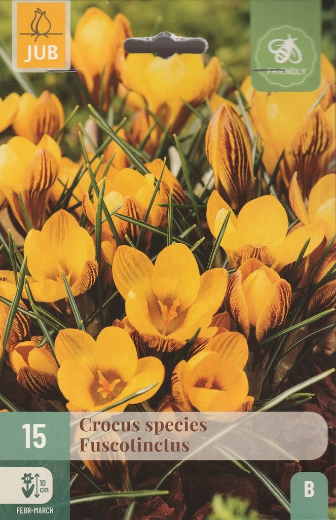 Krokus zlatokvětý (15 cibulí, žlutý, karta) Krokus zlatokvětý (15 cibulí, žlutý, karta)