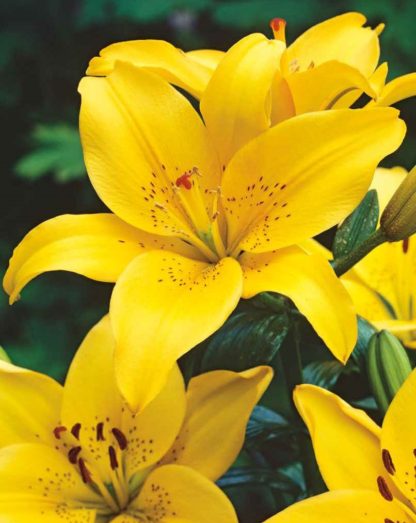 Lilie asijská Yellow (2 cibule, žlutá)