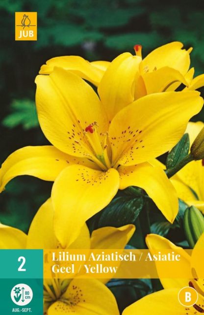Lilie asijská Yellow (2 cibule, žlutá, karta)