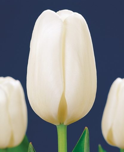 Tulipán Clearwater (10 cibulí, bílý)